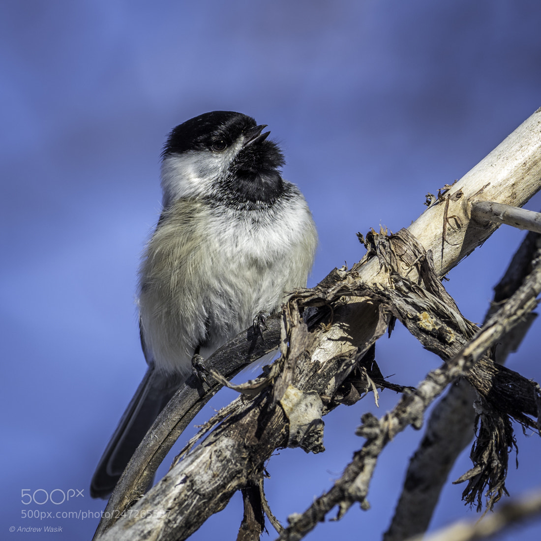 Olympus OM-D E-M1 Mark II sample photo. Pretty little bird photography