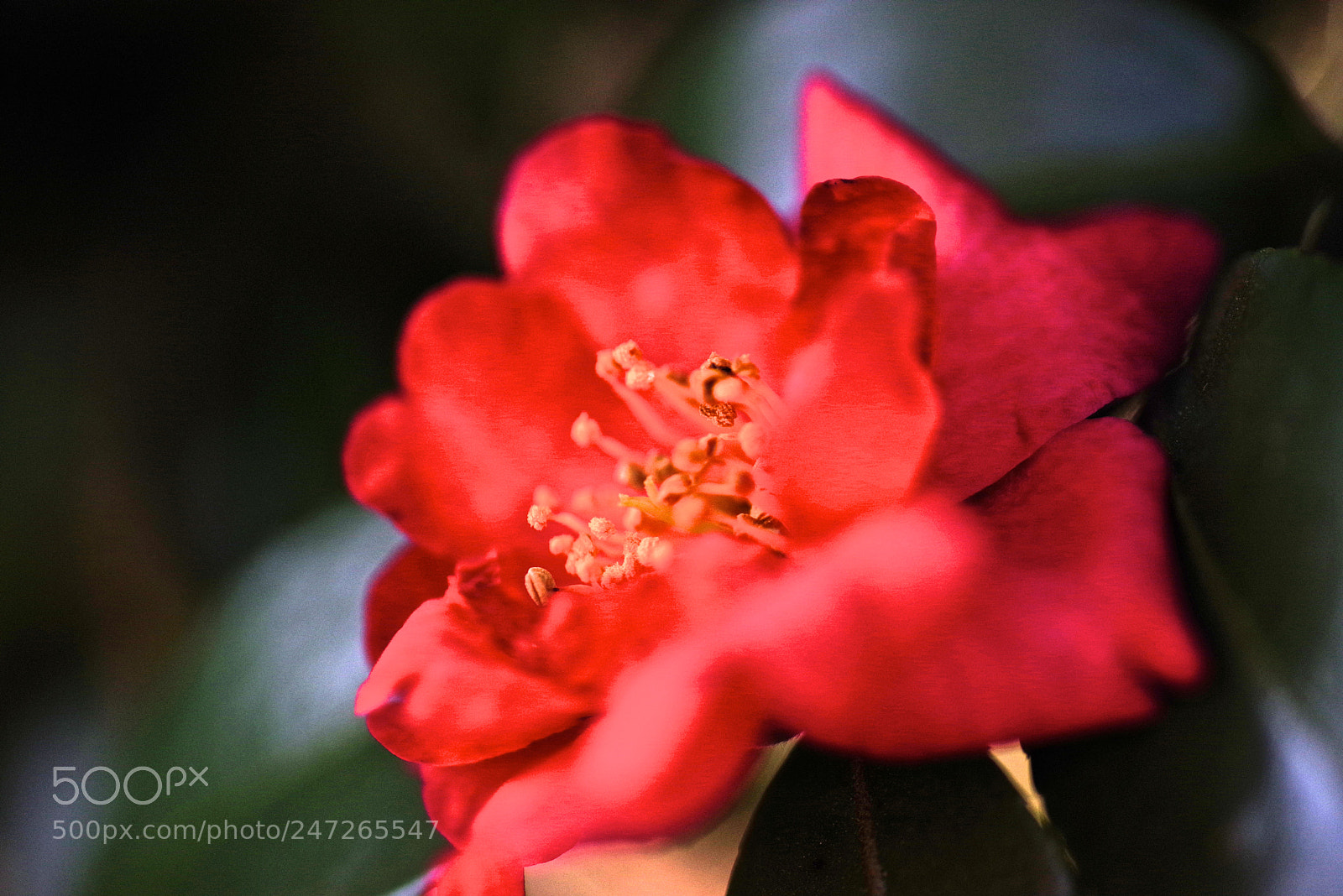 Pentax K-1 sample photo. 山茶花 photography