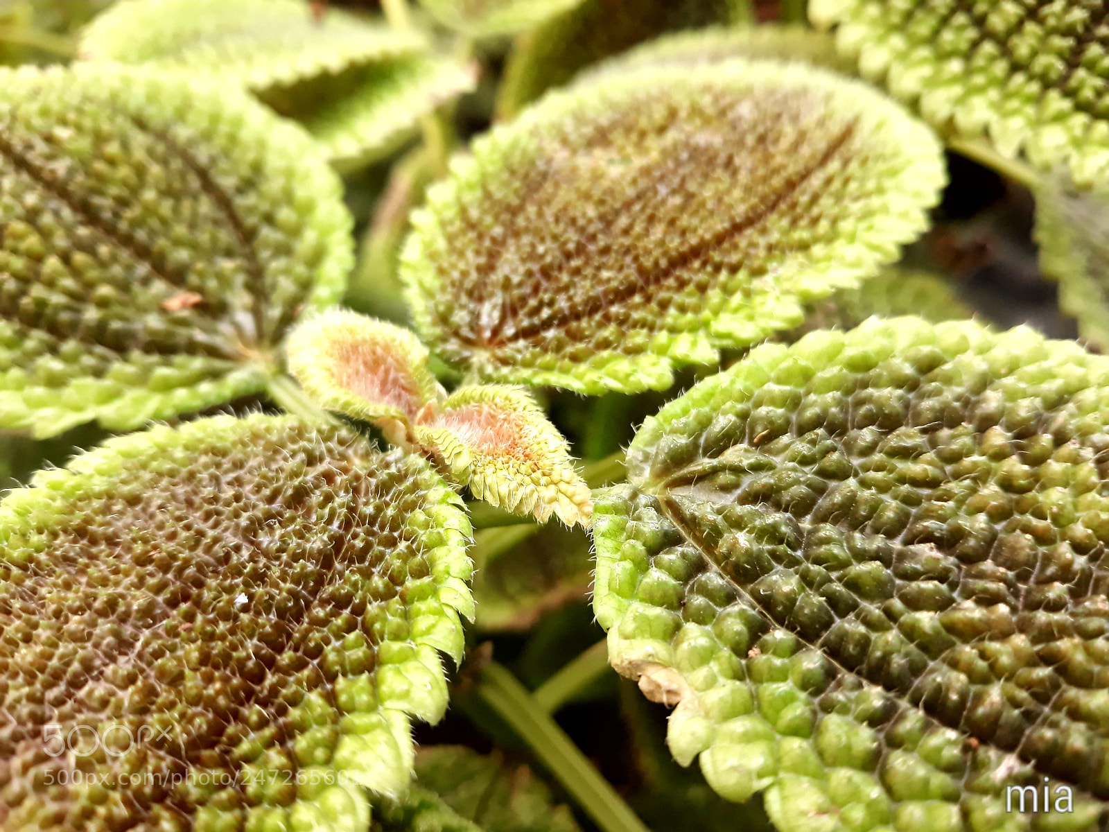Samsung Galaxy J7 sample photo. Macro-leaf photography
