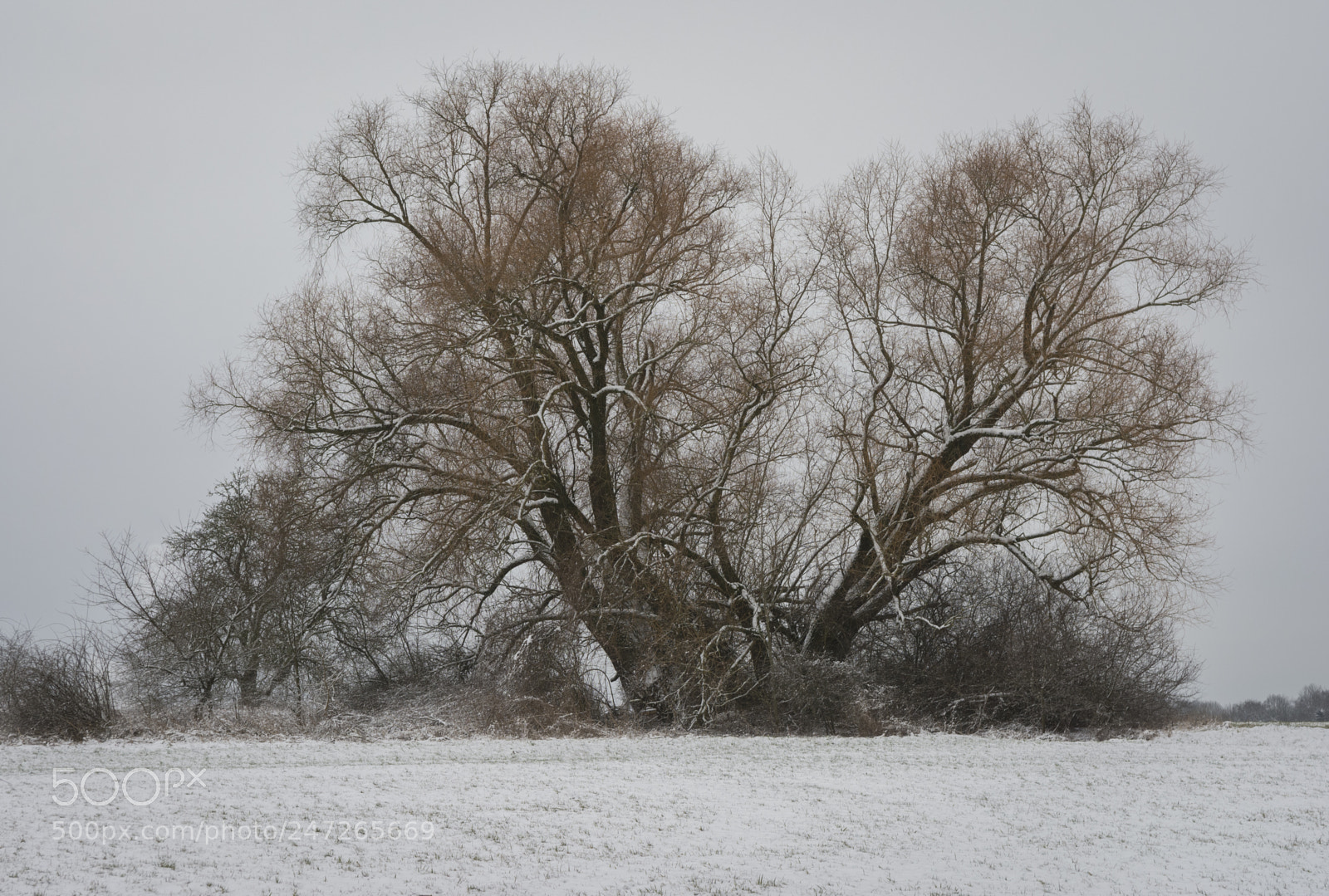 Nikon D7100 sample photo. Willow tree photography