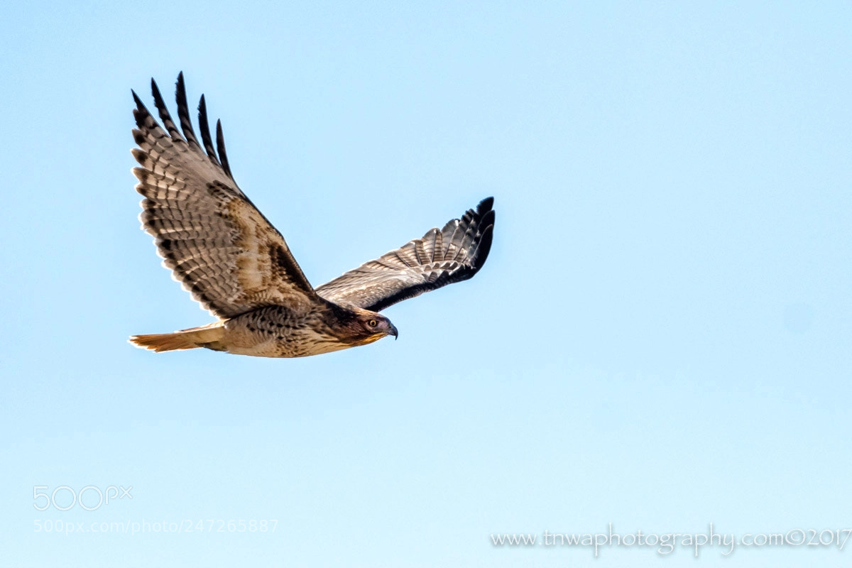 Nikon D500 sample photo. On the move photography