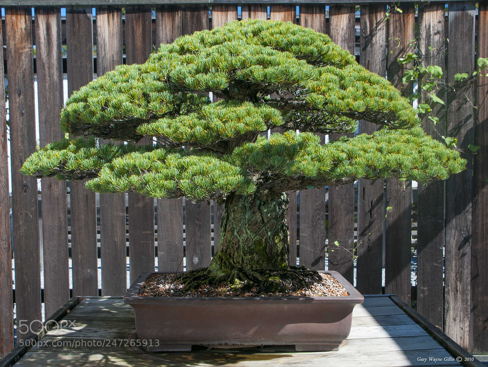 Nikon D300 sample photo. Guess my age photography