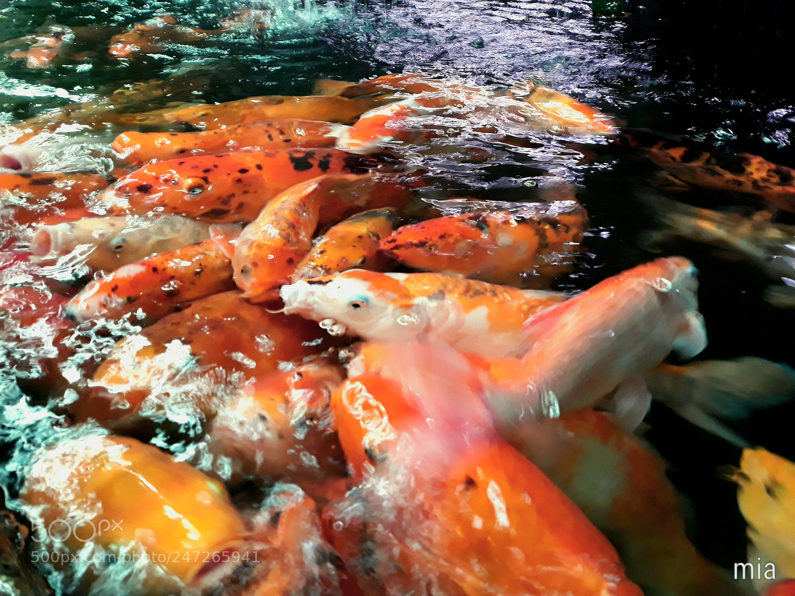 Samsung Galaxy J7 sample photo. Fish photography