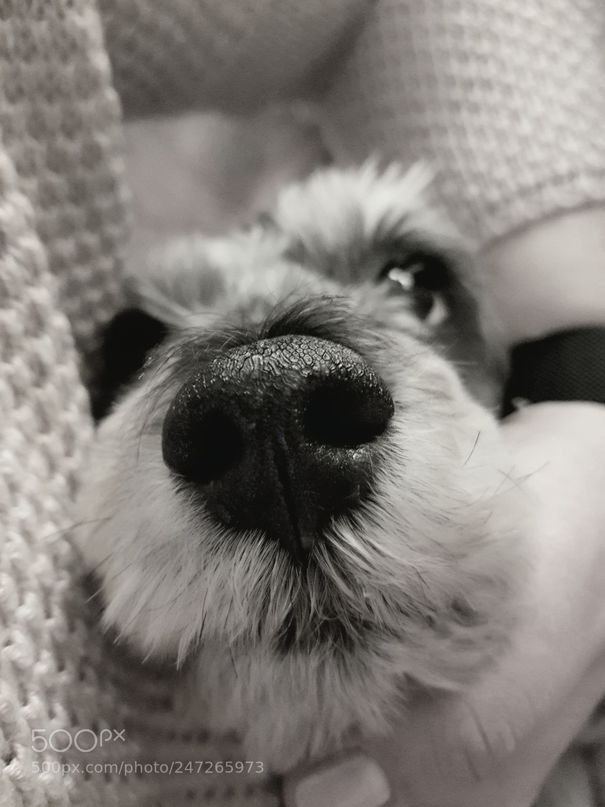 Samsung Galaxy S7 sample photo. Dog's noses photography