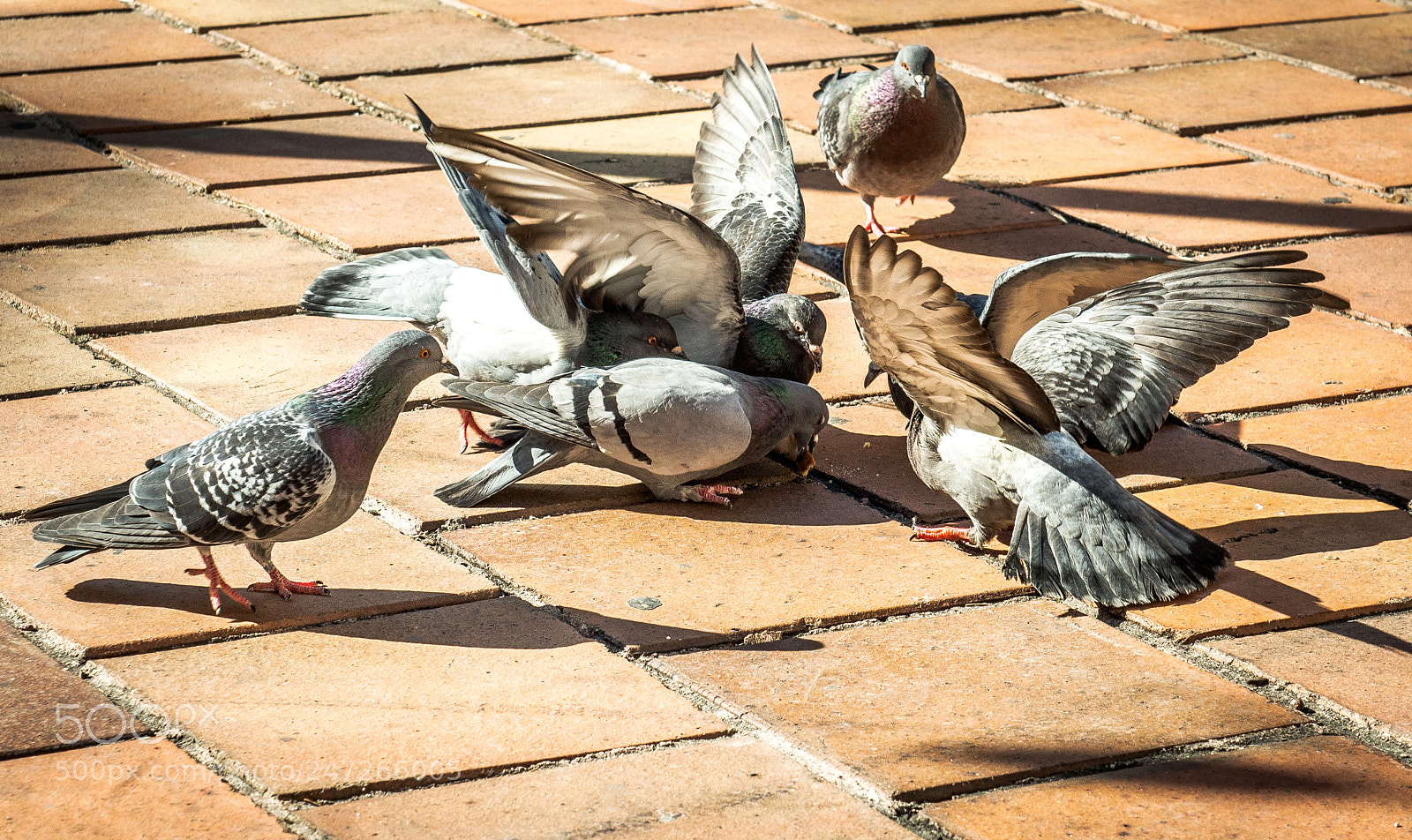 Nikon D800 sample photo. Boj o chleba photography