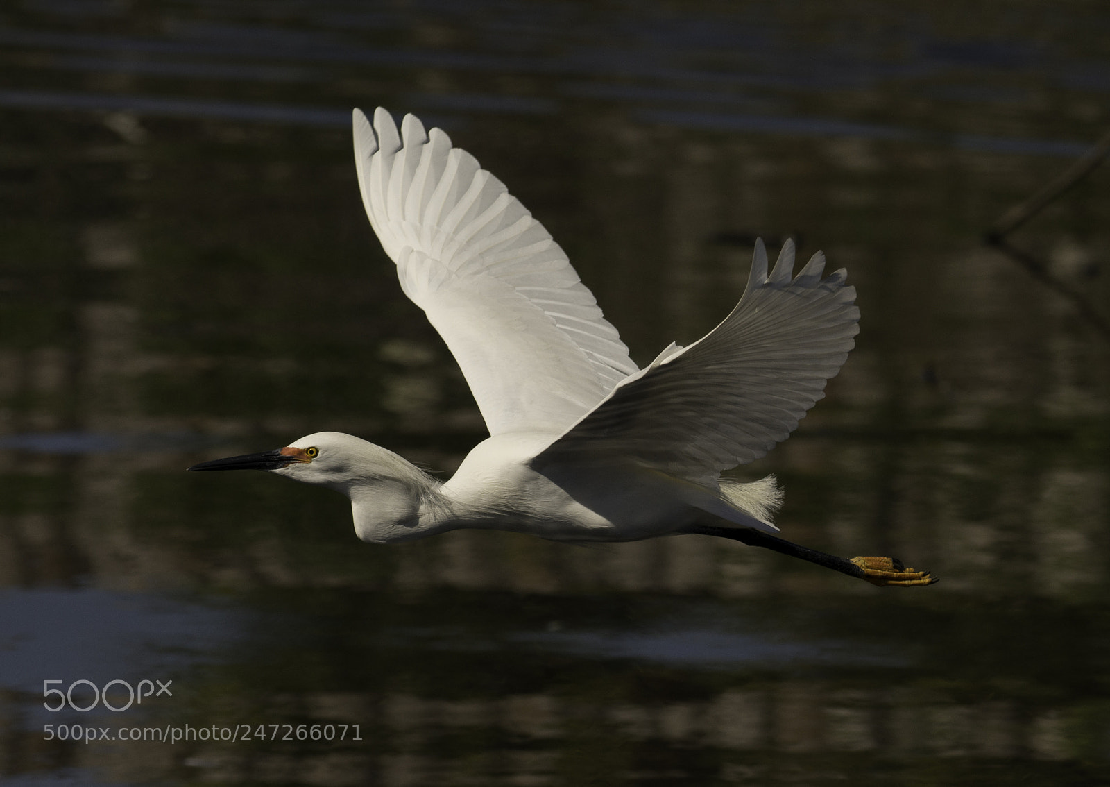 Nikon D800 sample photo. Snowy egret in flight photography
