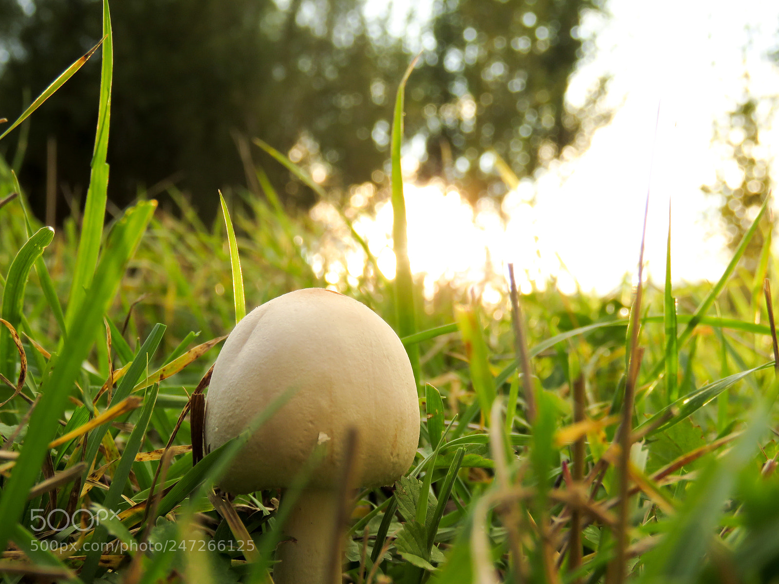 Canon PowerShot SX60 HS sample photo. Mushroom photography