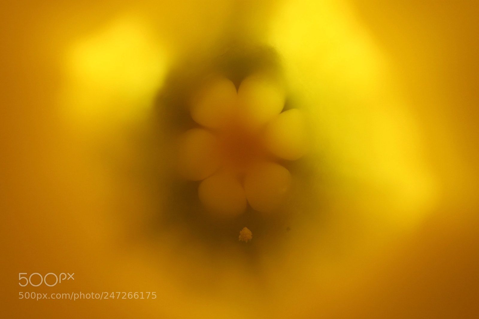 Canon EOS 500D (EOS Rebel T1i / EOS Kiss X3) sample photo. Deep inside the daffodil :))) photography