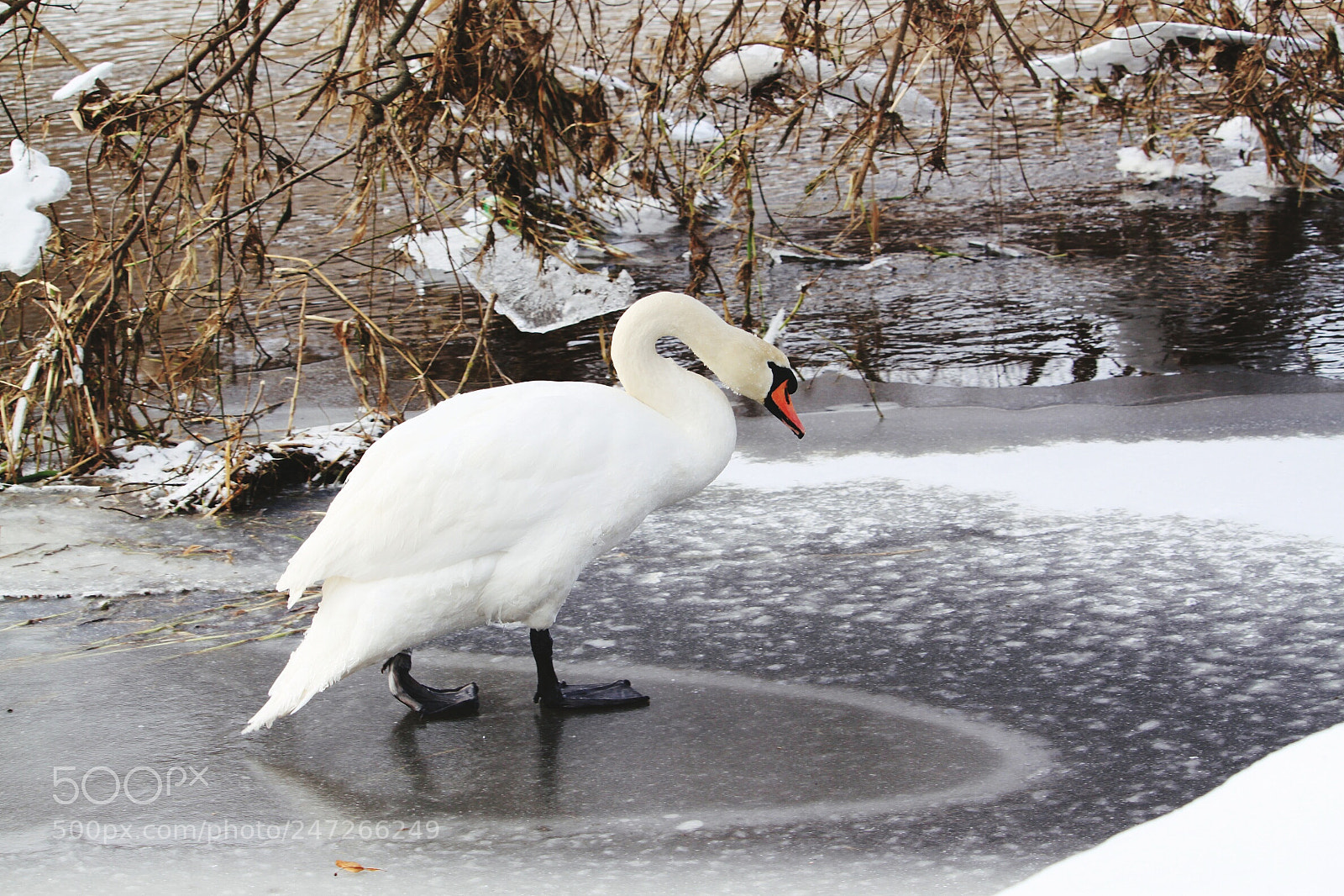 Canon EOS 500D (EOS Rebel T1i / EOS Kiss X3) sample photo. Swan photography