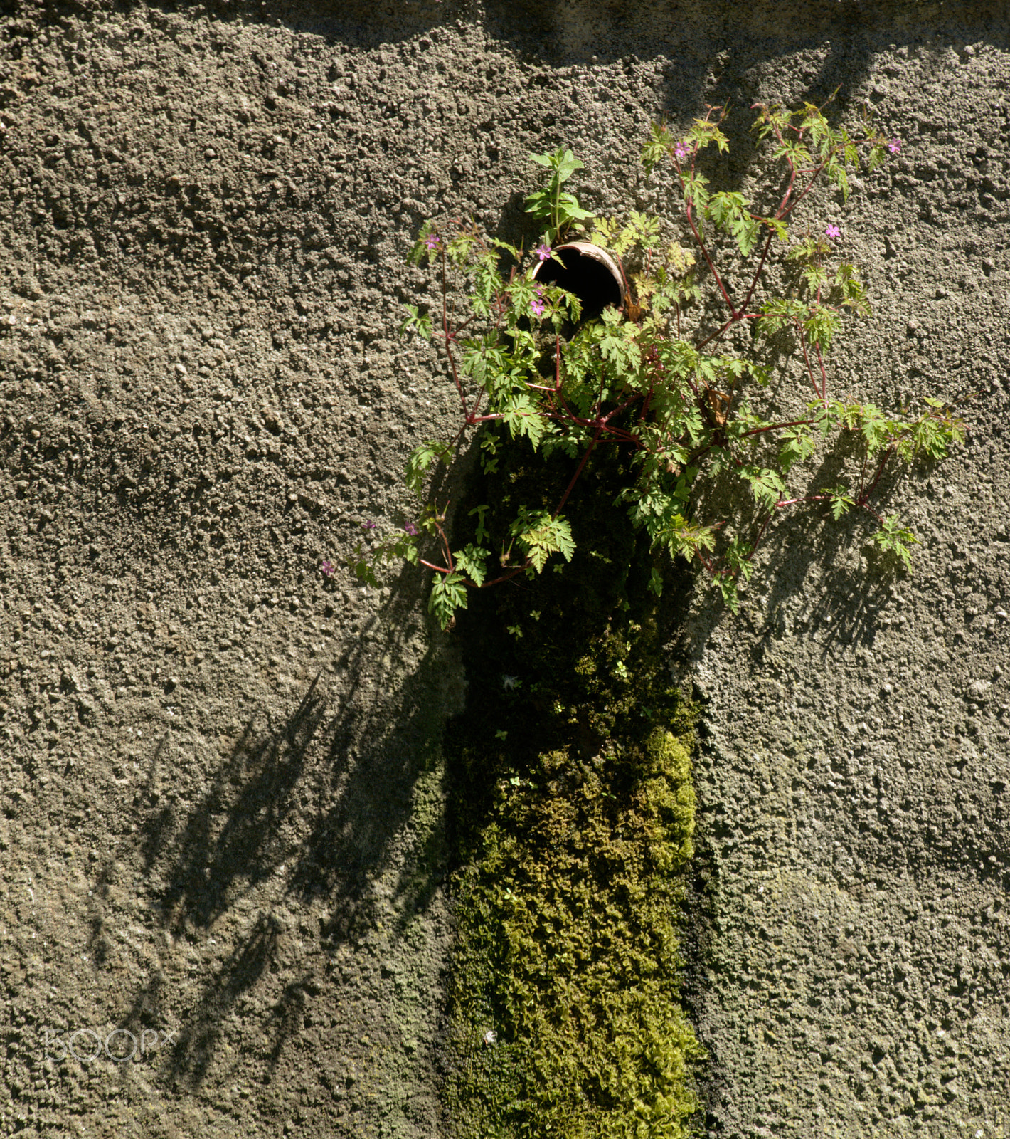 Nikon D300 sample photo. Out of the walls photography