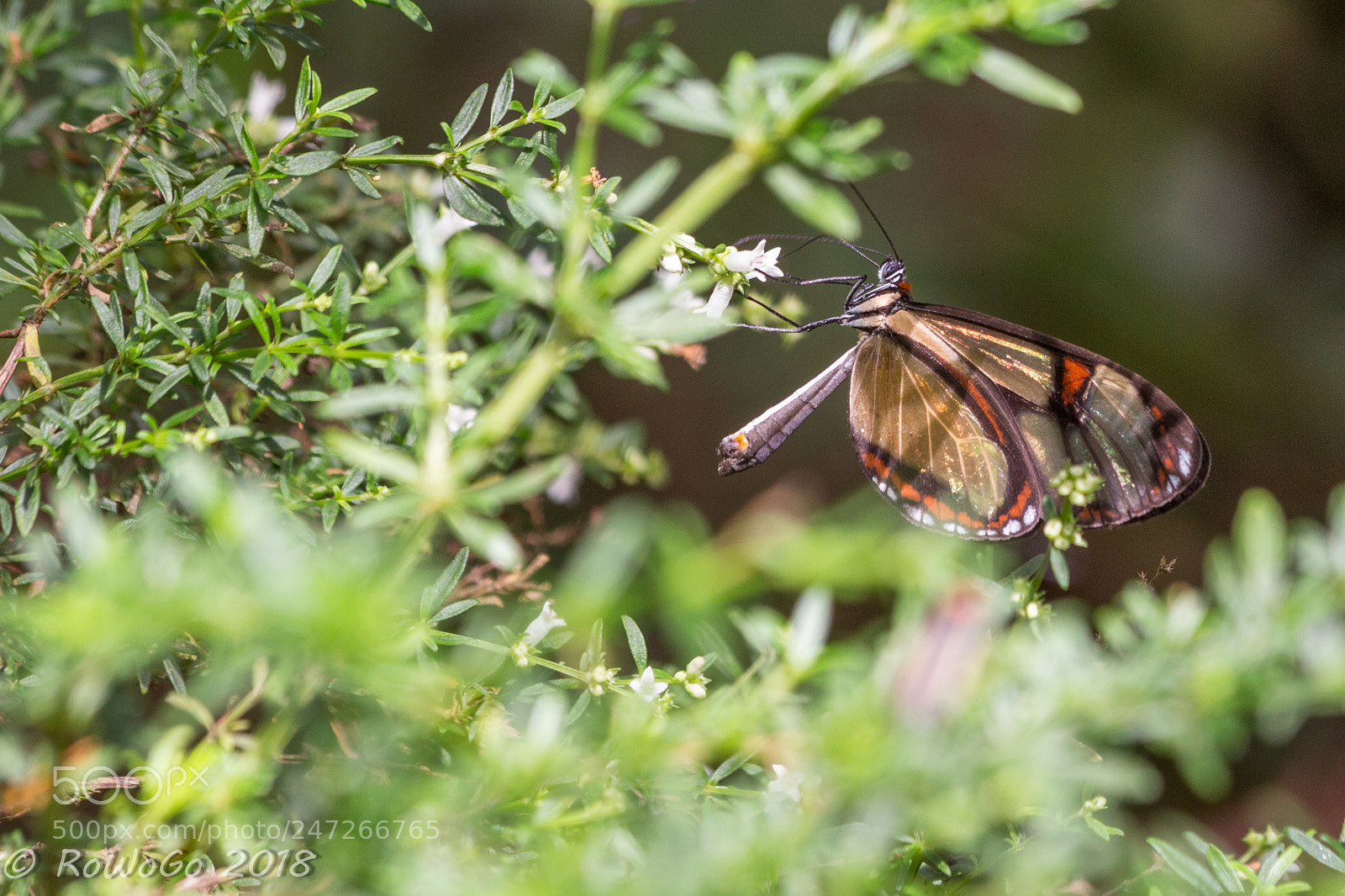 Canon EOS 100D (EOS Rebel SL1 / EOS Kiss X7) sample photo. Beautiful butterfly photography