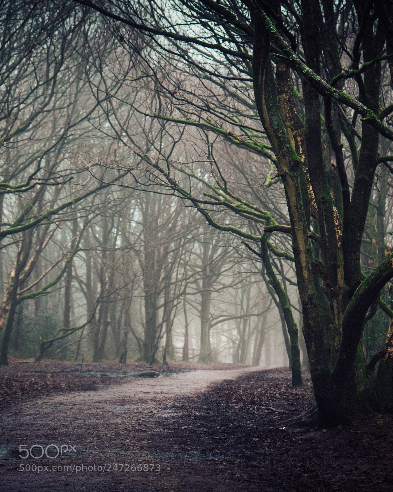 Fujifilm X-T10 sample photo. Misty path photography
