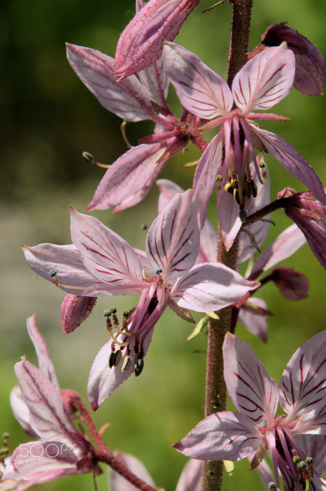 Nikon D300 sample photo. Something pink photography