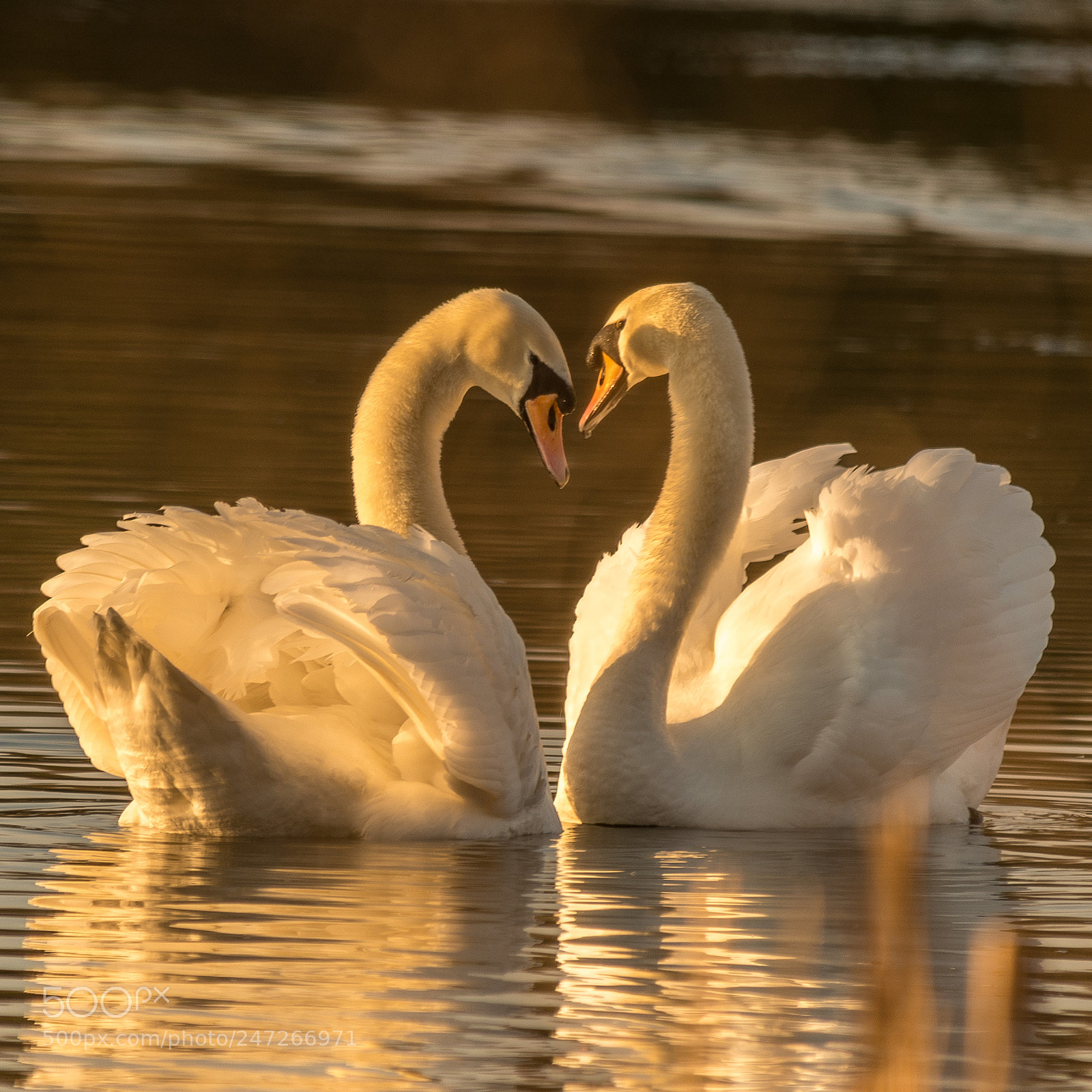 Nikon D850 sample photo. Swan heart photography