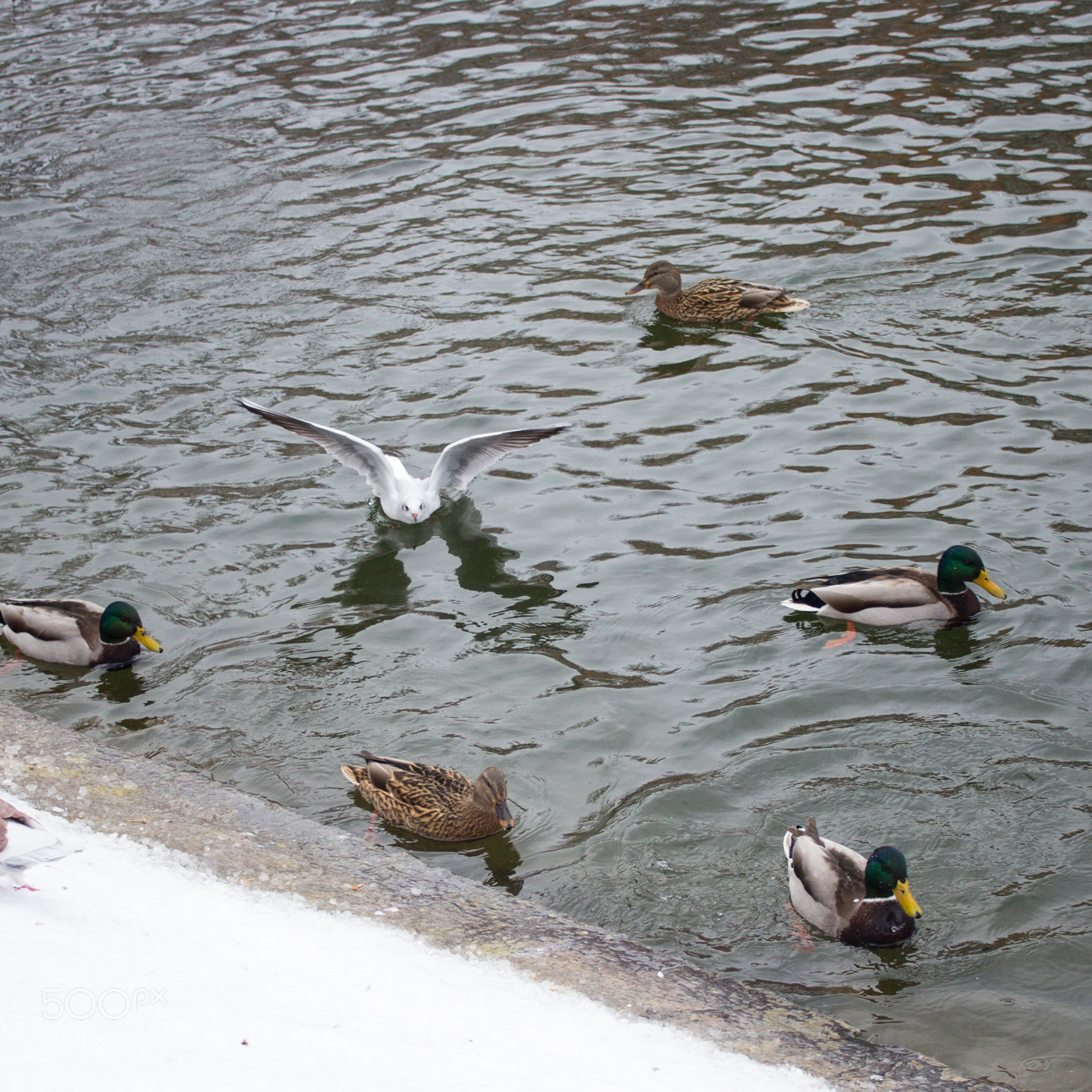 Canon EOS 600D (Rebel EOS T3i / EOS Kiss X5) sample photo. Bird photography