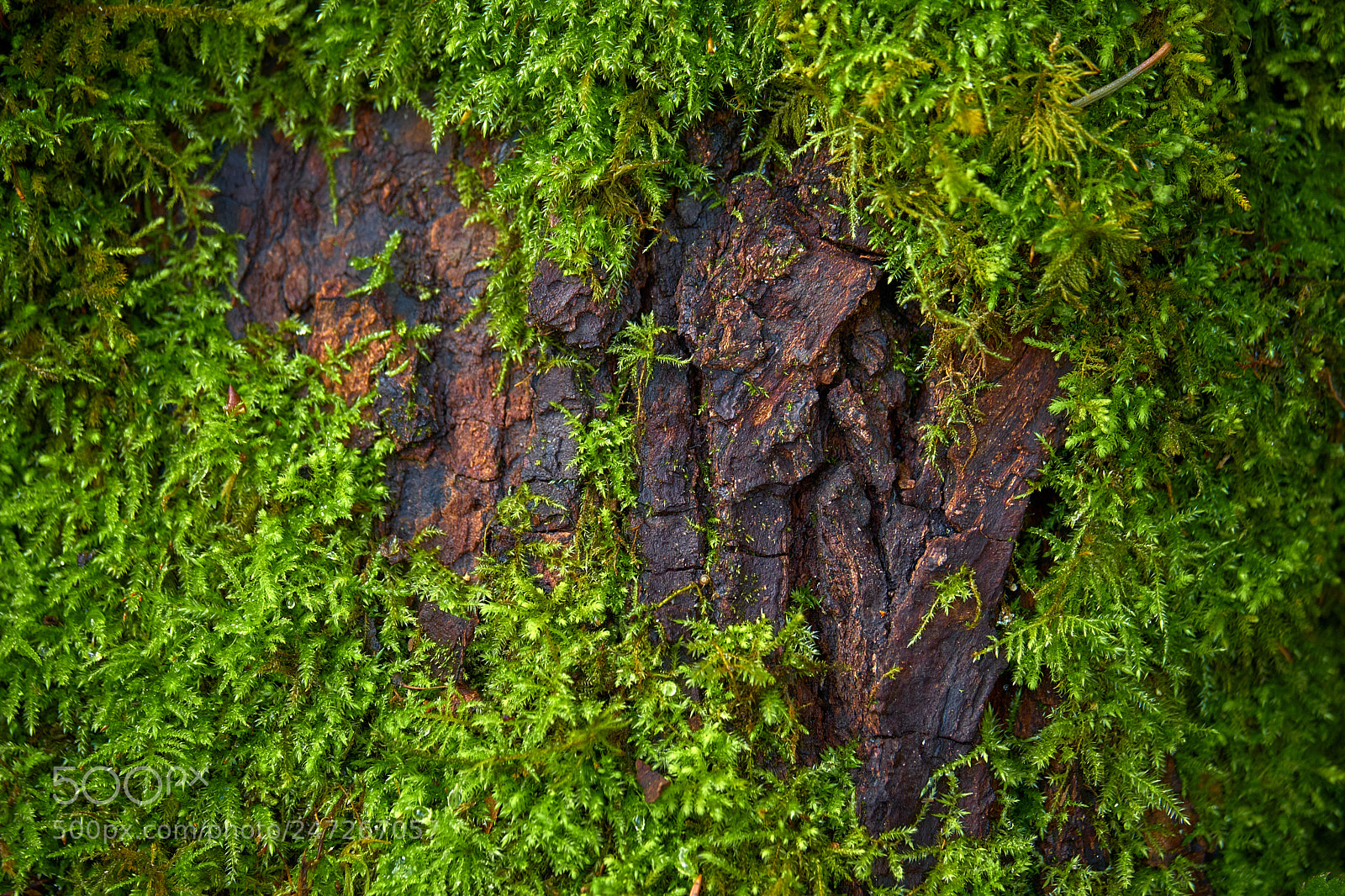 Fujifilm X-T2 sample photo. Moss, interlaken park photography
