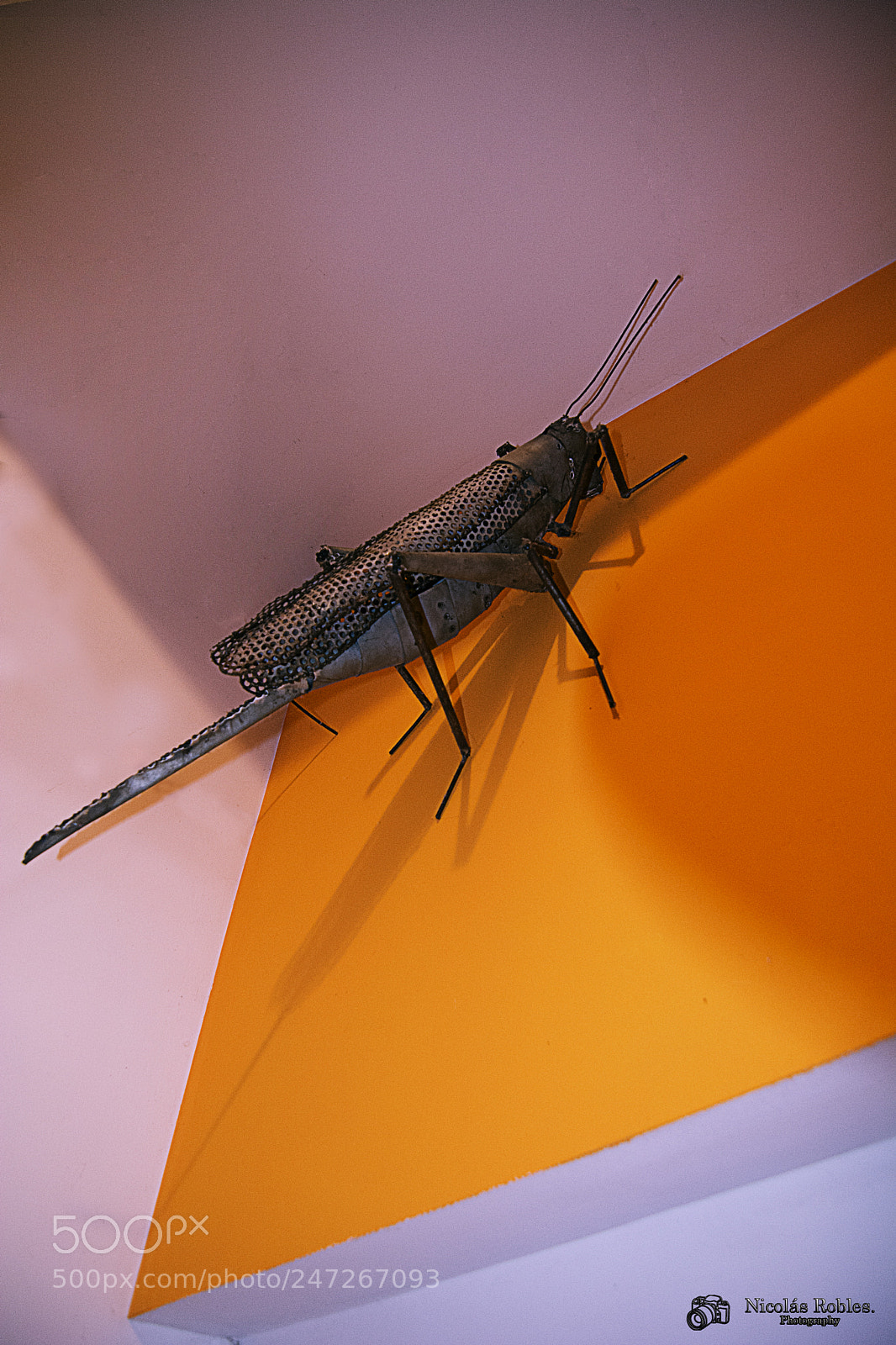 Nikon D7100 sample photo. The cicada of camesa photography