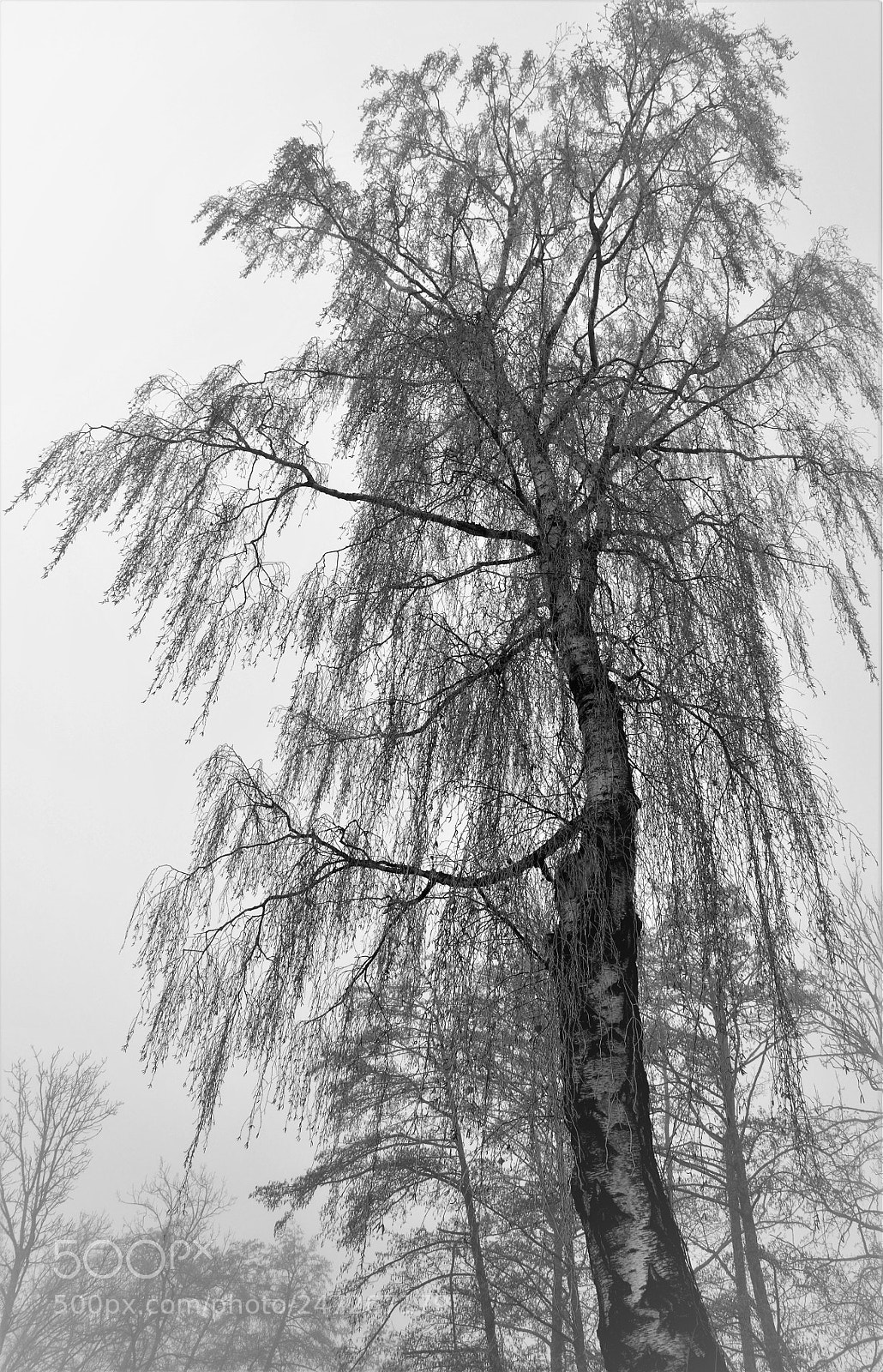 Nikon D90 sample photo. A perspective in b photography
