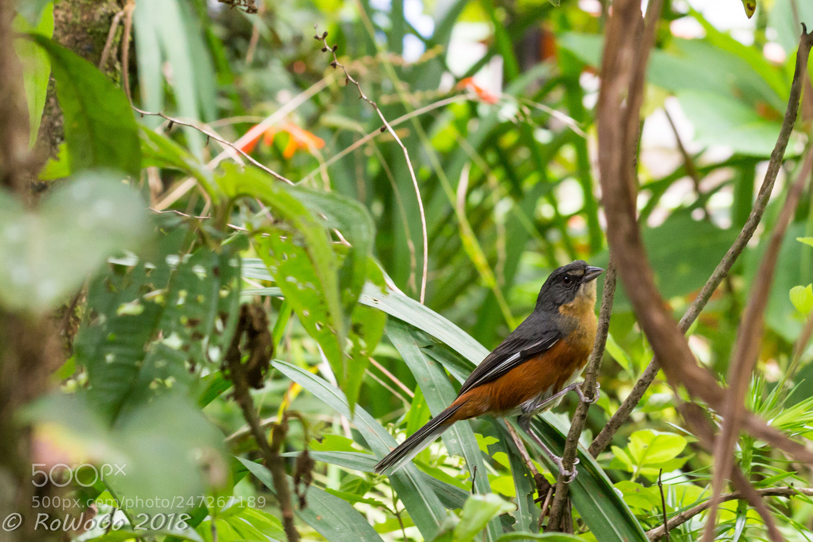 Canon EOS 100D (EOS Rebel SL1 / EOS Kiss X7) sample photo. Beautiful bird photography