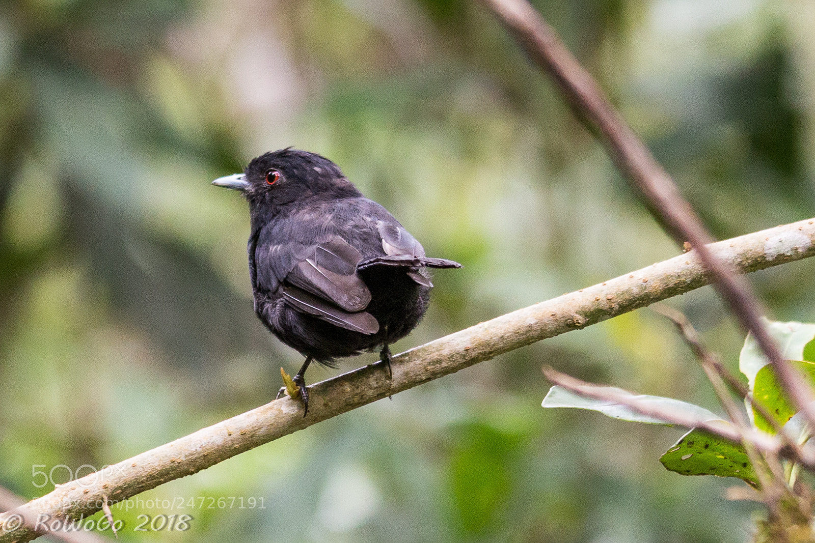 Canon EOS 100D (EOS Rebel SL1 / EOS Kiss X7) sample photo. Black bird photography