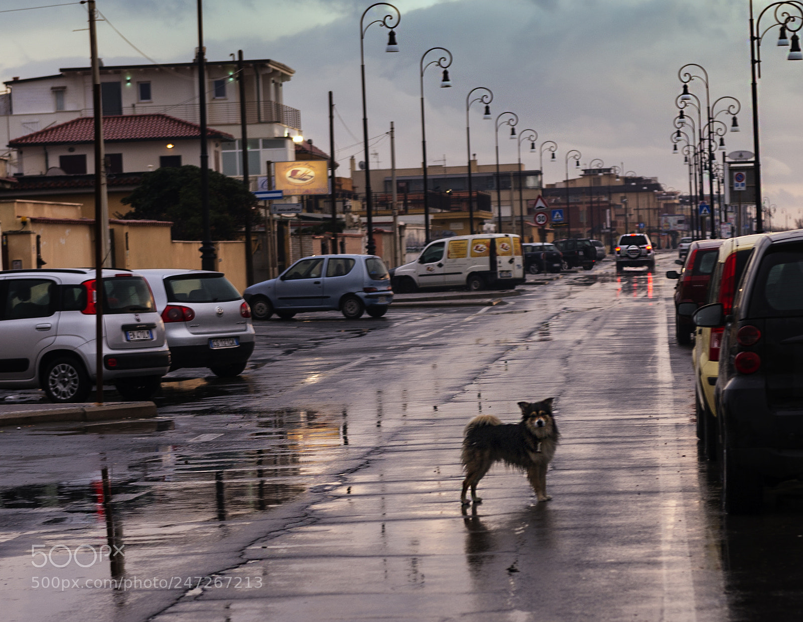 Nikon D4 sample photo. Street dog photography