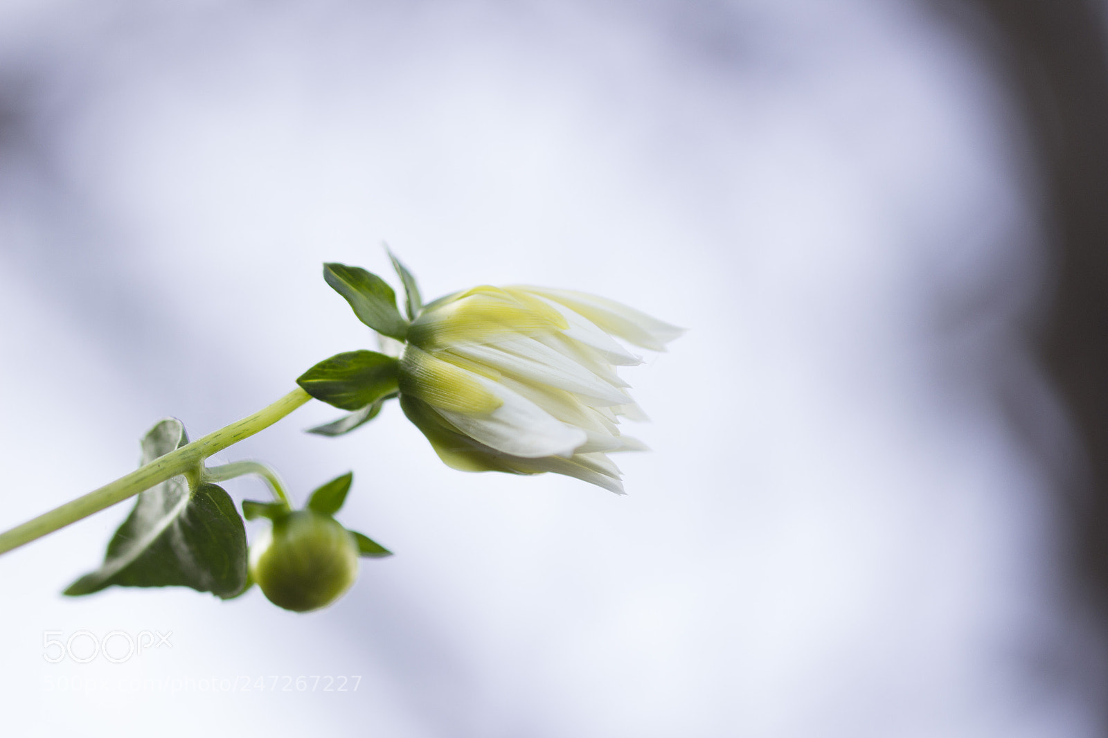 Canon EOS 600D (Rebel EOS T3i / EOS Kiss X5) sample photo. Flowering photography