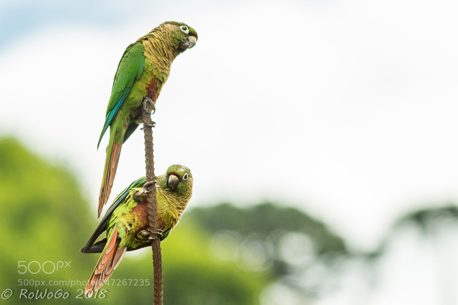 Canon EOS 100D (EOS Rebel SL1 / EOS Kiss X7) sample photo. Tropical birds photography