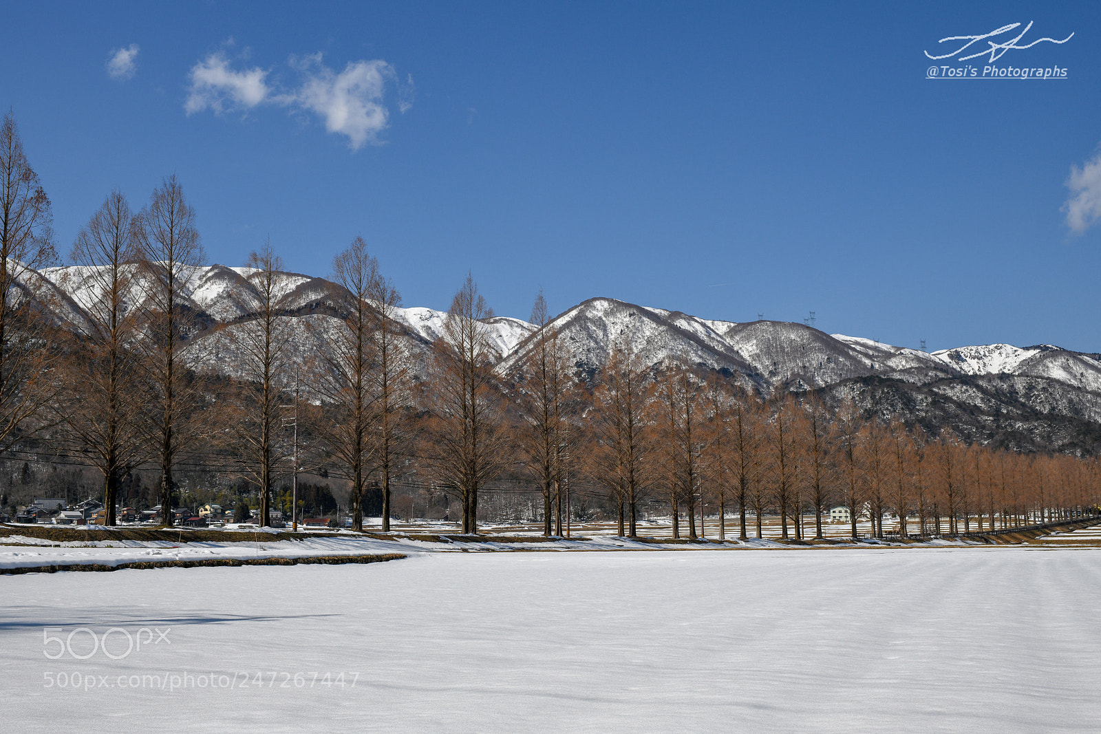 Nikon D850 sample photo. Tree-lined road & snow mountain** photography