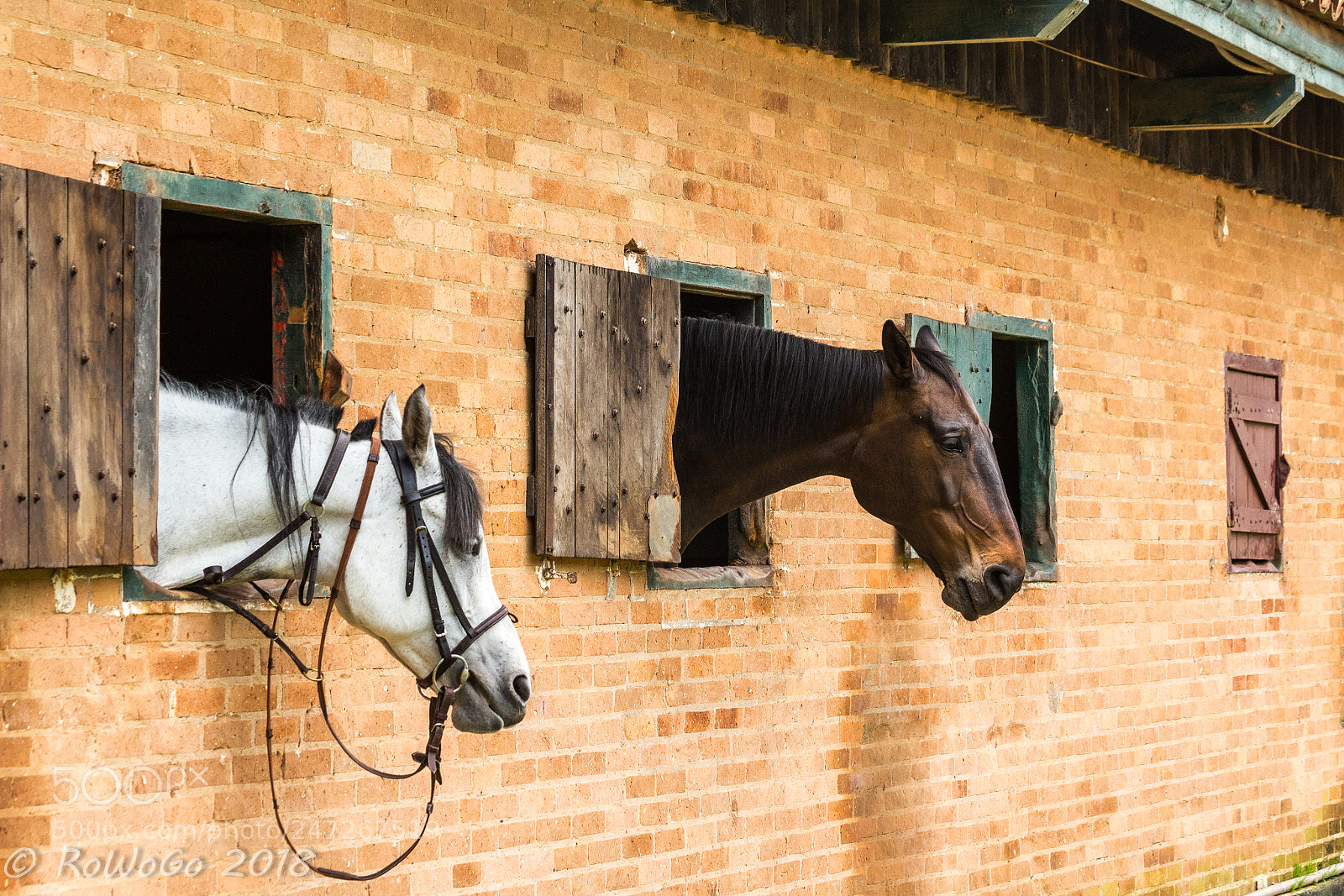 Canon EOS 100D (EOS Rebel SL1 / EOS Kiss X7) sample photo. Beautiful horses photography