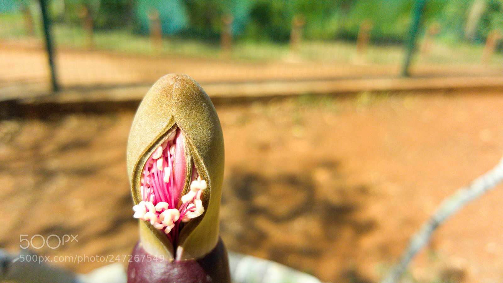 Samsung GALAXY S6 edge sample photo. Being born photography