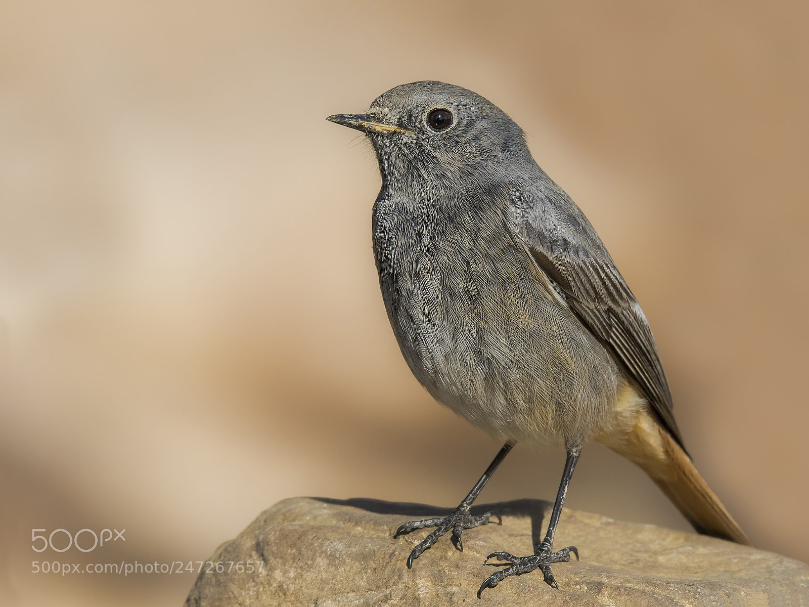 Canon EOS 7D Mark II sample photo. ..black redstart.. photography