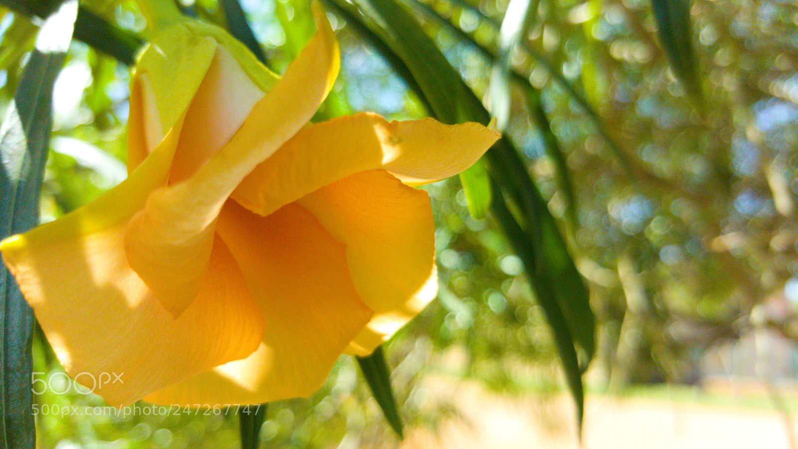 Samsung GALAXY S6 edge sample photo. Bright flower photography