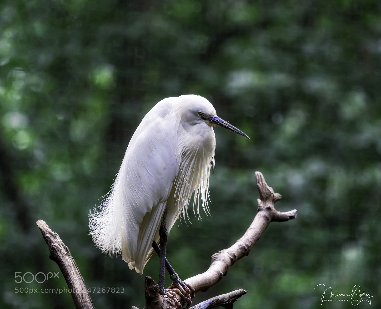Olympus OM-D E-M1 Mark II sample photo. Egret photography