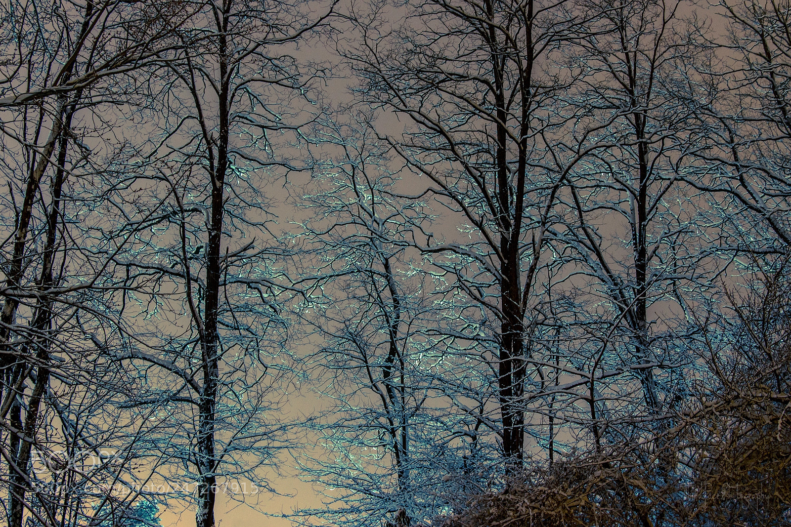 Canon EOS 650D (EOS Rebel T4i / EOS Kiss X6i) sample photo. Winter lace photography