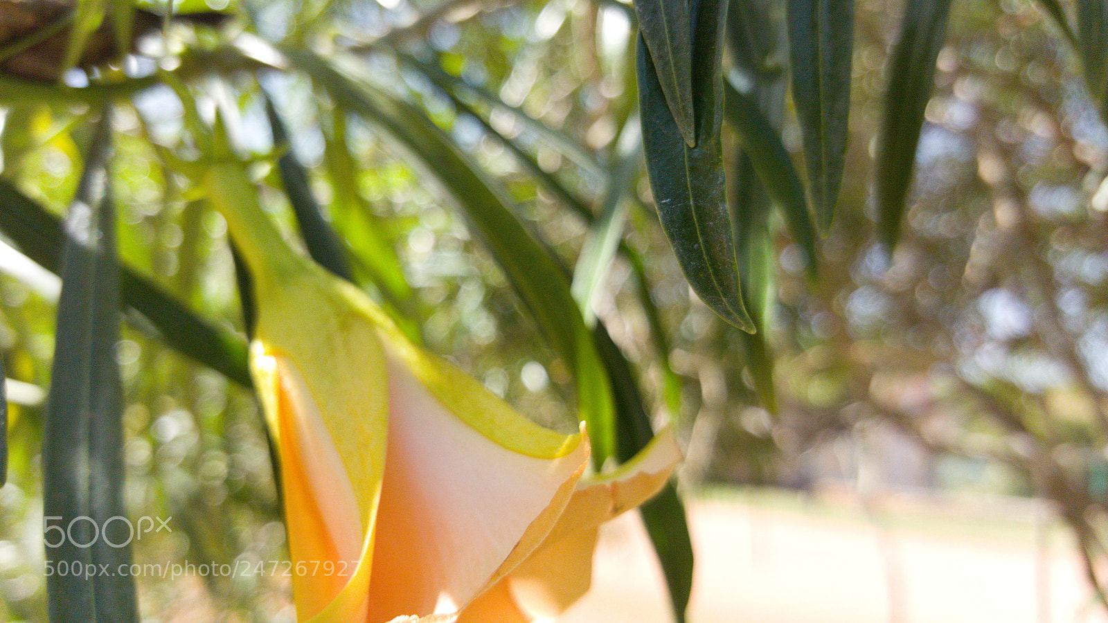 Samsung GALAXY S6 edge sample photo. Wild flower photography