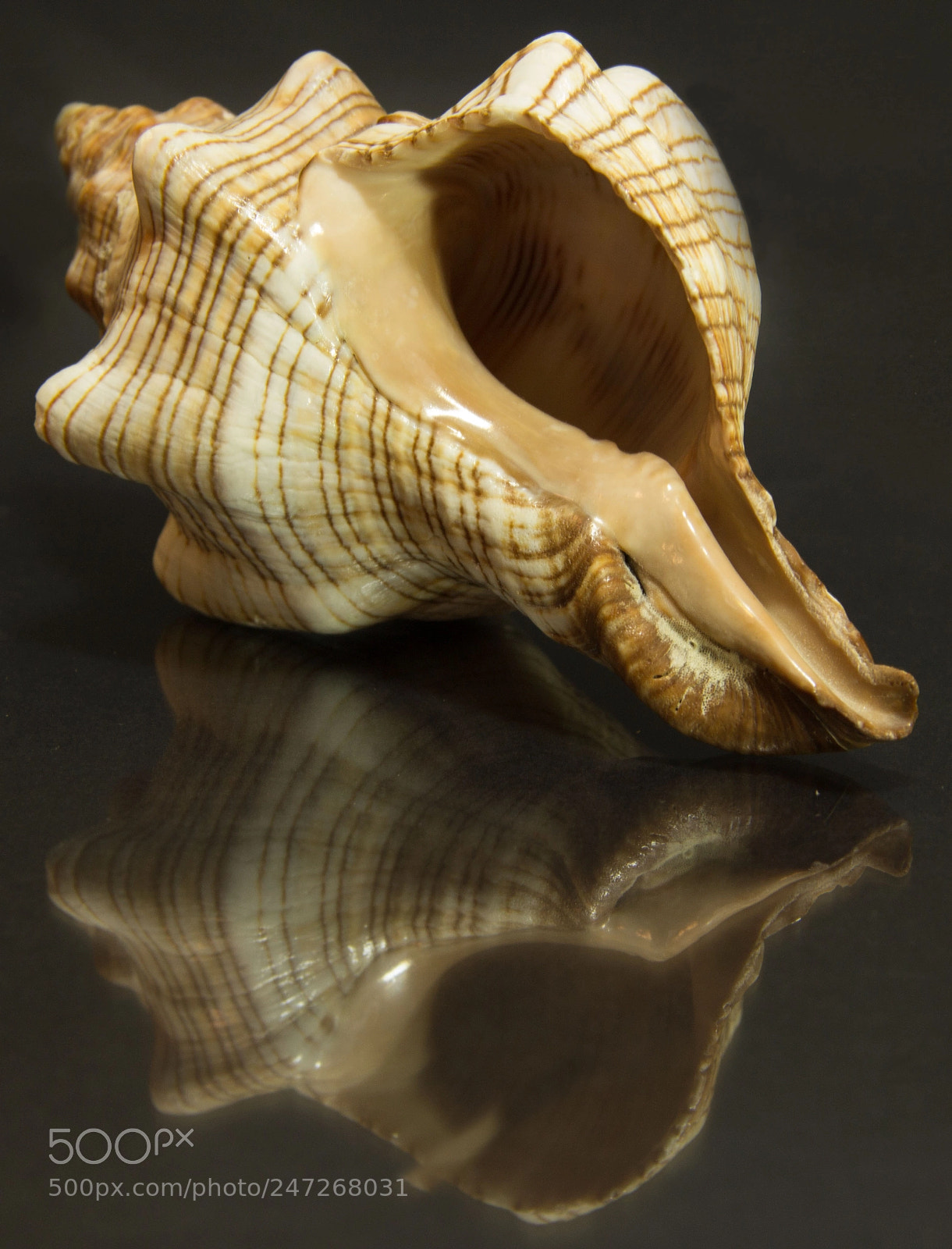 Canon EOS 1200D (EOS Rebel T5 / EOS Kiss X70 / EOS Hi) sample photo. Seashell photography