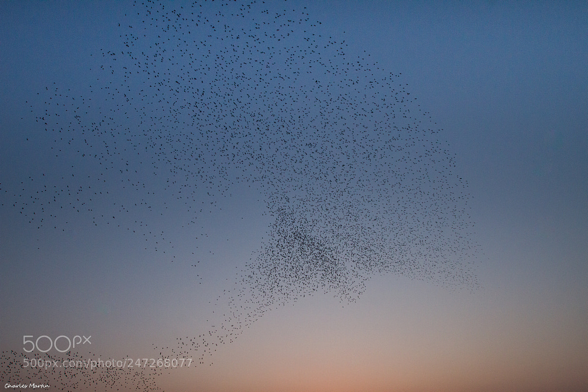 Canon EOS 7D sample photo. Etourneau sansonnet (sturnus vulgaris) photography