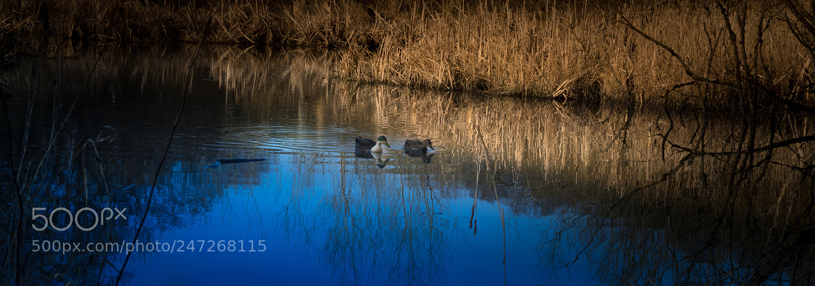Pentax K-1 sample photo. Pond photography