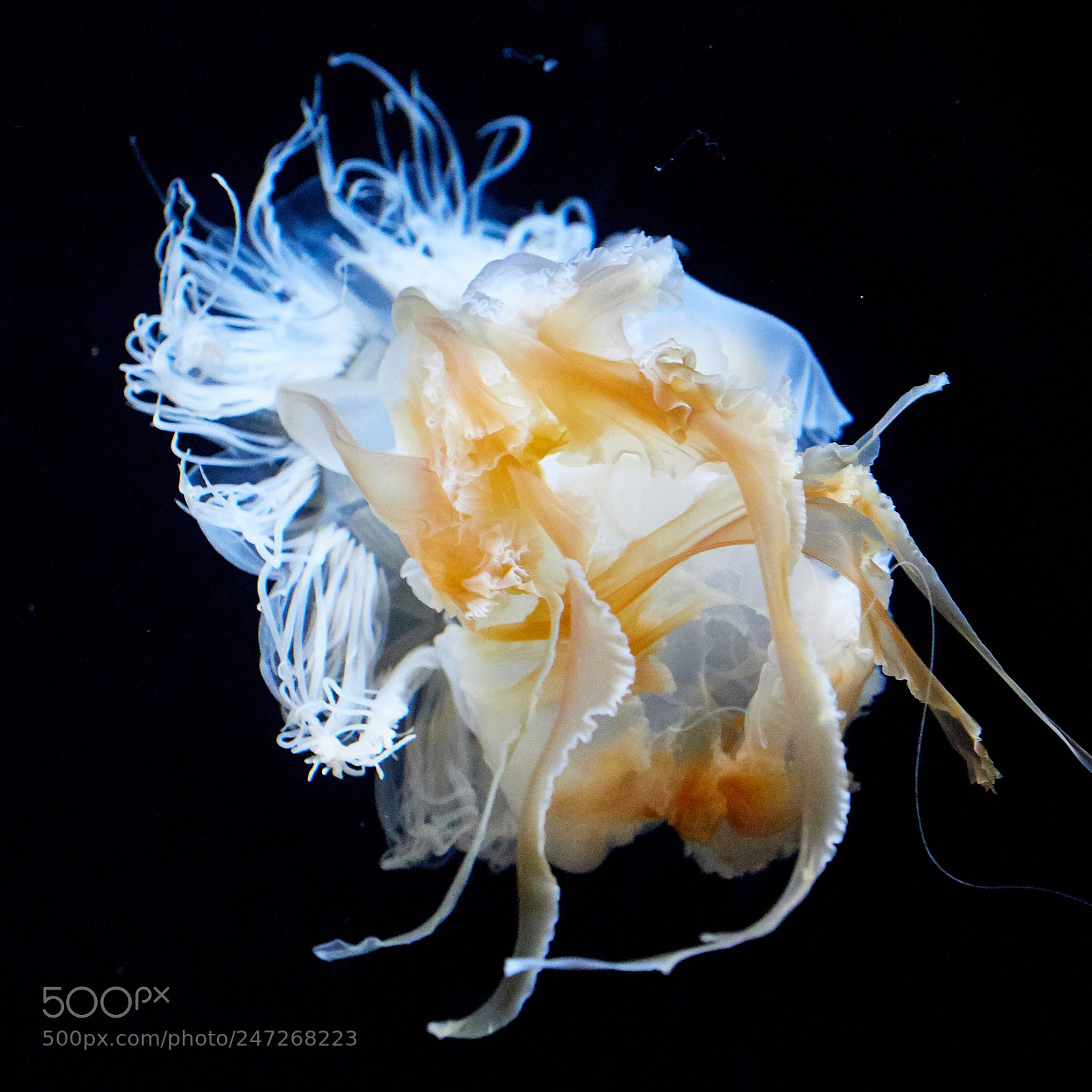 Olympus OM-D E-M1 Mark II sample photo. Jellyfish photography