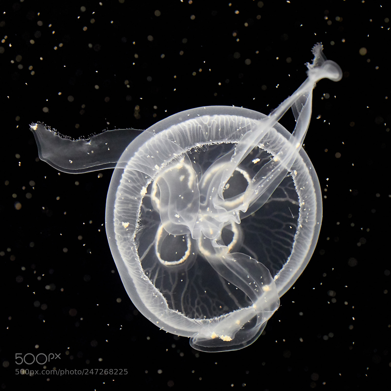 Olympus OM-D E-M1 Mark II sample photo. Jellyfish - ohrenqualle photography