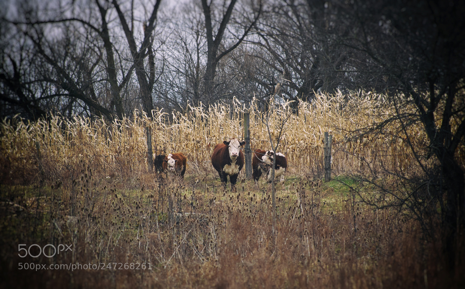 Nikon D40 sample photo. You looking at me photography