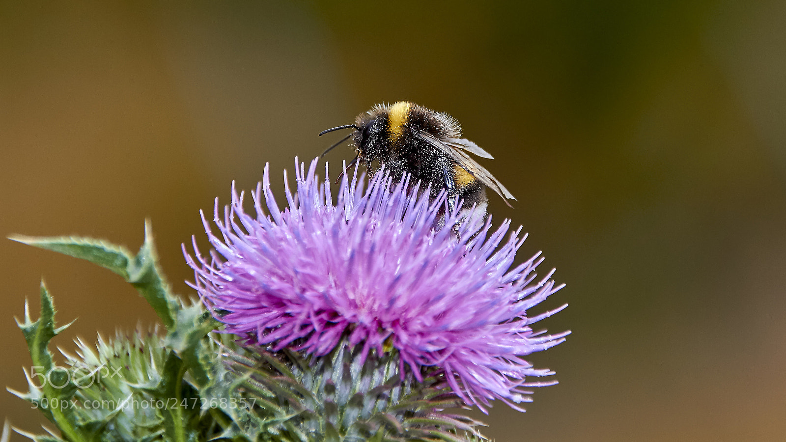 Canon EOS 7D sample photo. Bee - cerro catedral photography