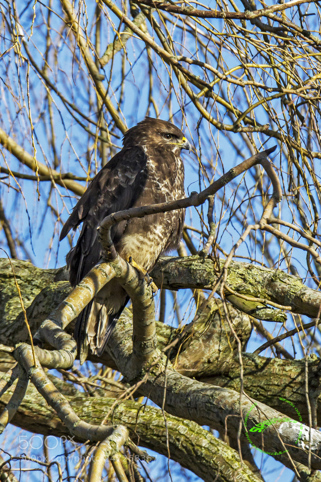 Canon EOS 60D sample photo. Raptor in tree. photography
