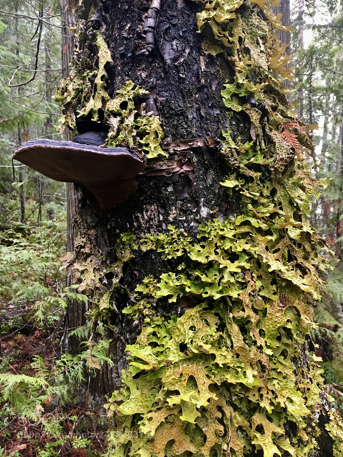 Apple iPhone 6s sample photo. Lichen & fungi photography