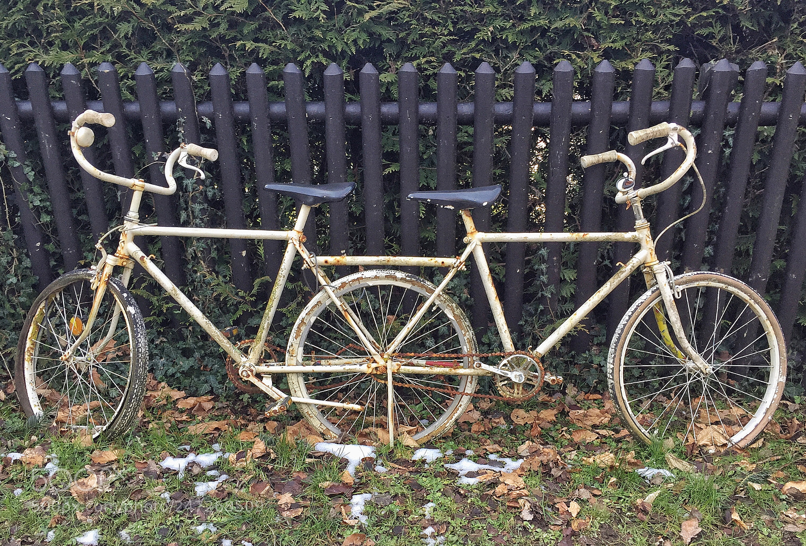 Apple iPhone 6 Plus sample photo. . . with or without you photography