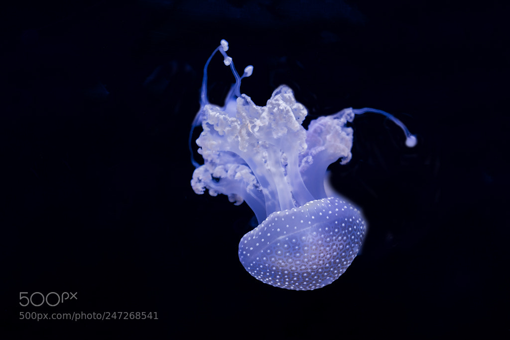 Sony a7 II sample photo. Medusa photography