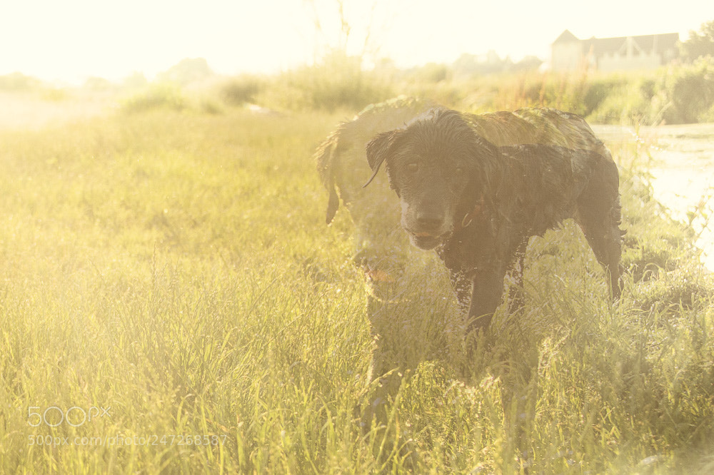 Nikon D810 sample photo. Golden slumbers photography