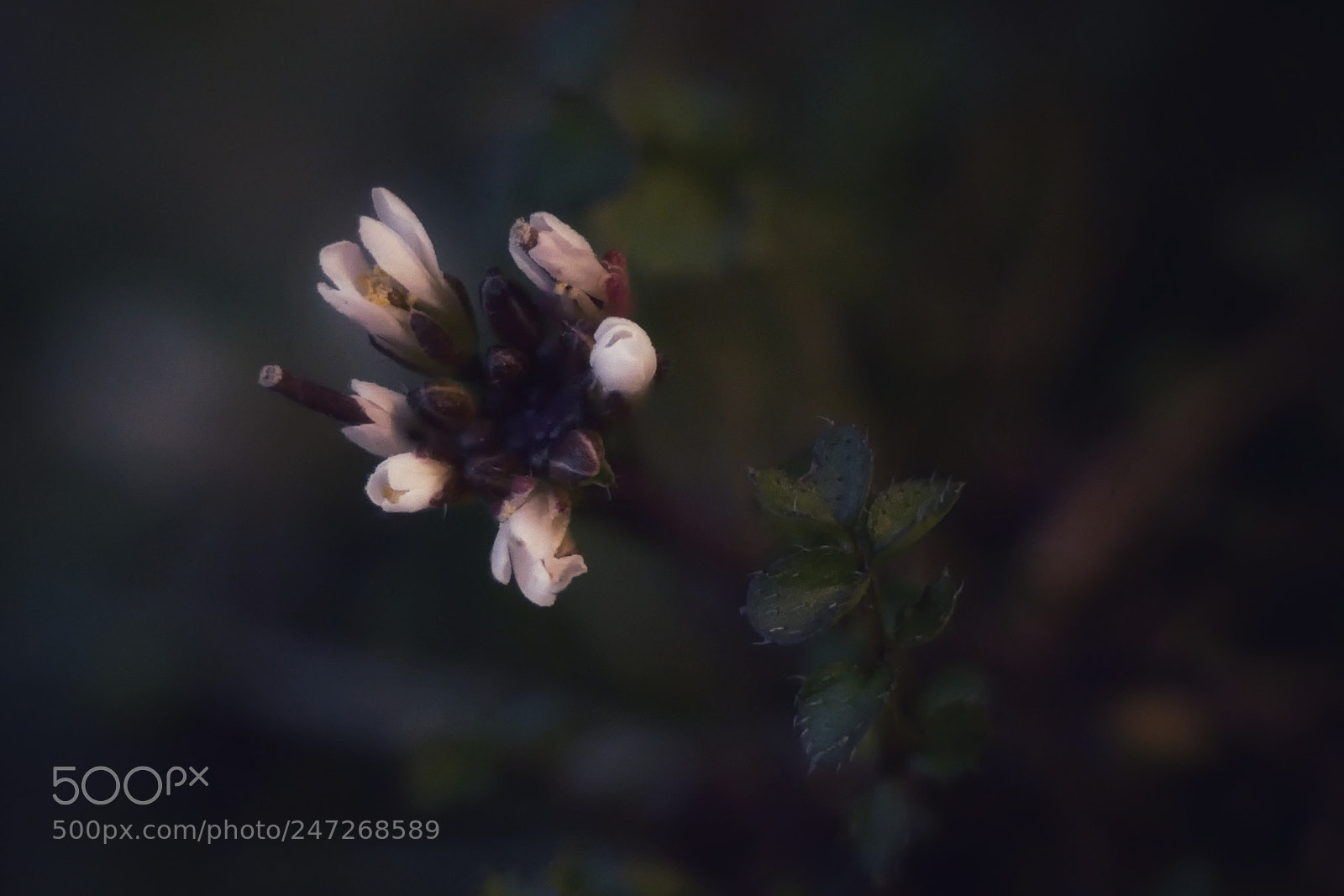 Panasonic Lumix DMC-GX85 (Lumix DMC-GX80 / Lumix DMC-GX7 Mark II) sample photo. Wild flowers ... photography