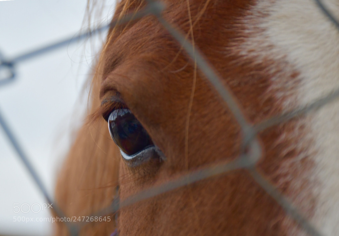 Nikon D7500 sample photo. To ride a wild photography