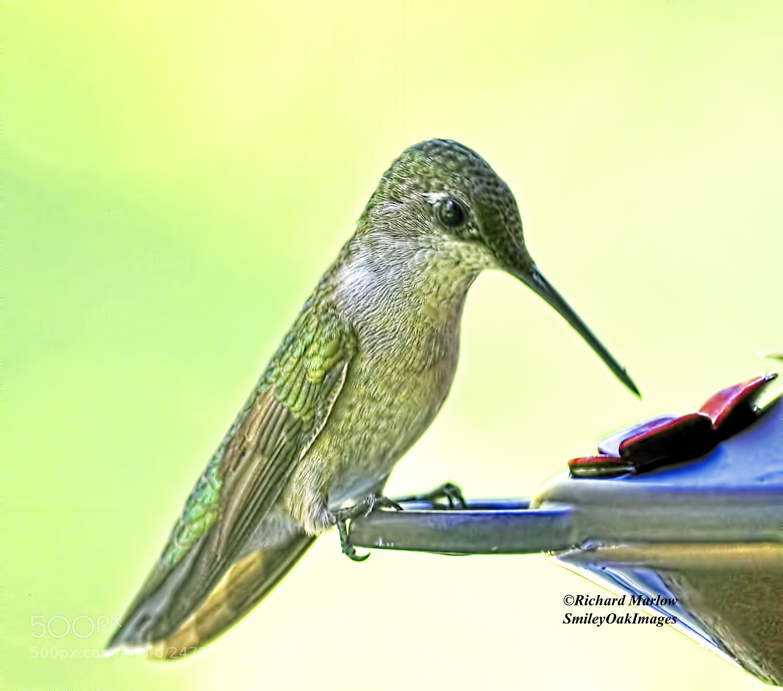 Nikon D5000 sample photo. Hummingbird photography